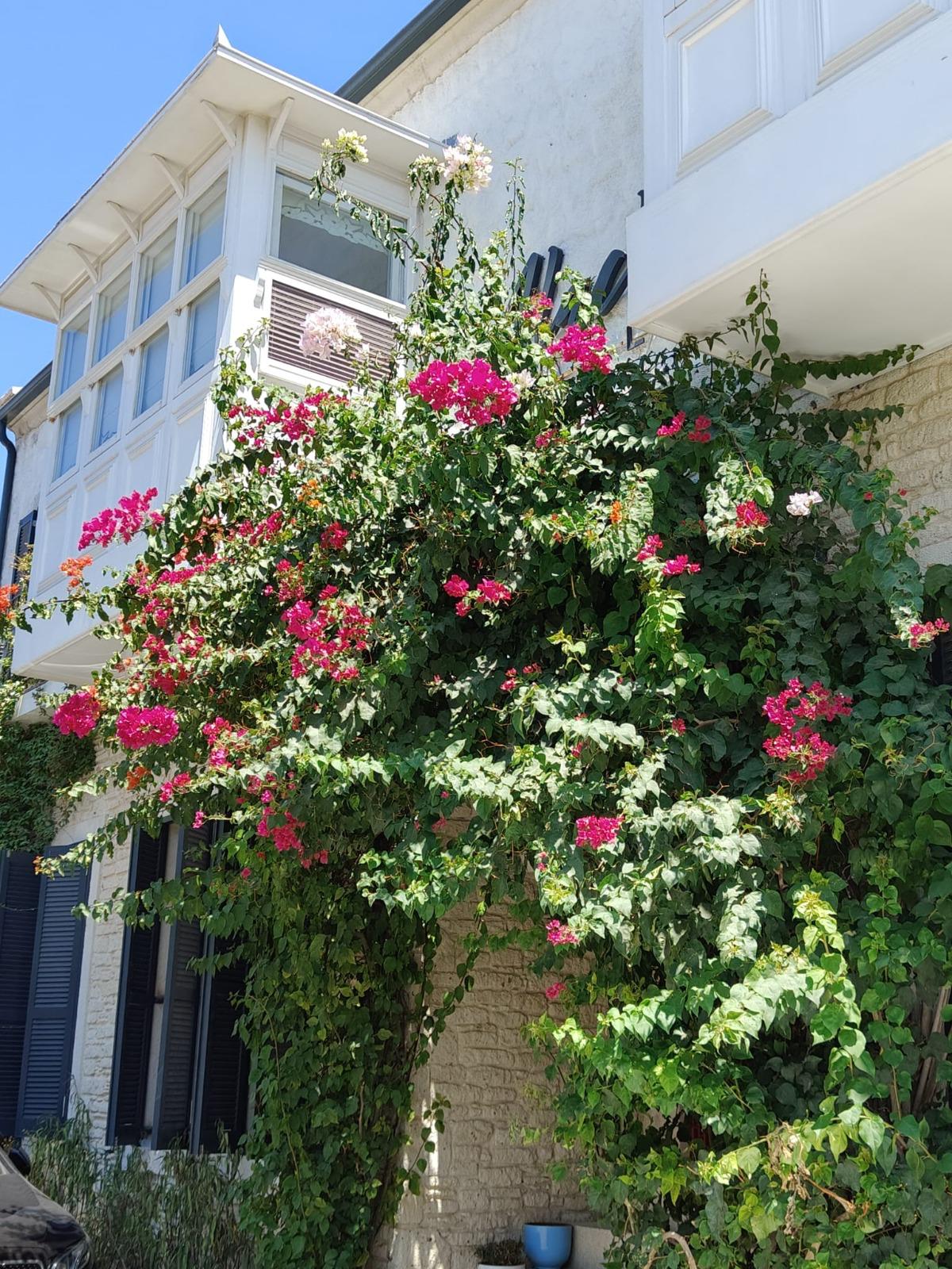 Alaçatı | Ariel Hotel​